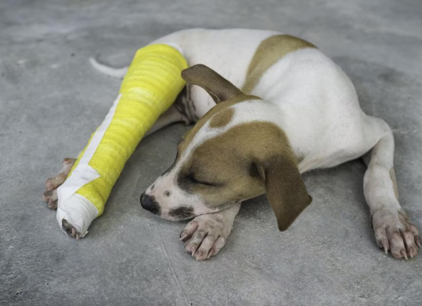 Bruno — a rescued puppy resting with a cast on his fractured leg after veterinary treatment