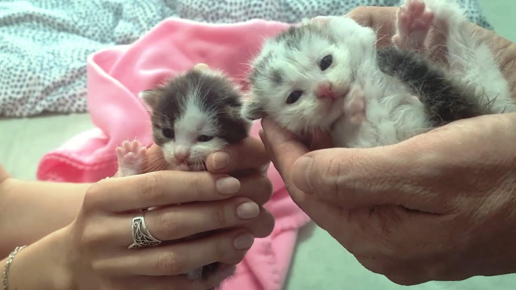 Coco — tiny rescued kitten being cared for with love, now healthy and adopted