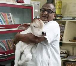 A rescuer holding and comforting a baby calf during an animal rescue