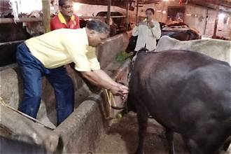 A volunteer caring for cows and buffalo at an animal shelter