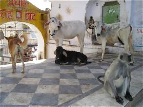 Cows and a monkey resting peacefully together at a temple in India