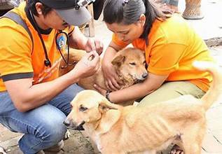 Volunteers vaccinating street dogs at a free animal vaccination camp