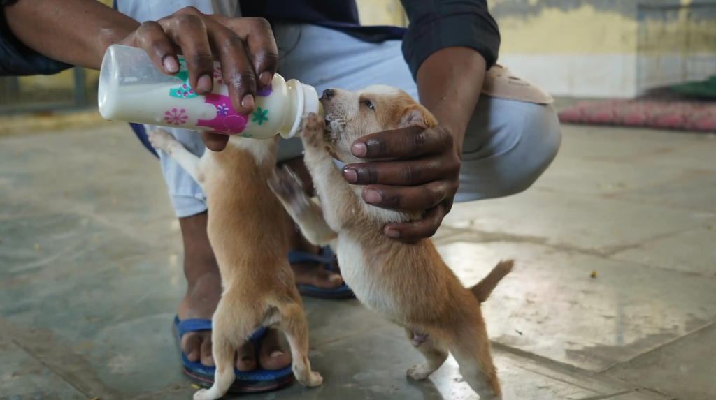 A rescued puppy being bottle-fed with milk by a caring volunteer in India