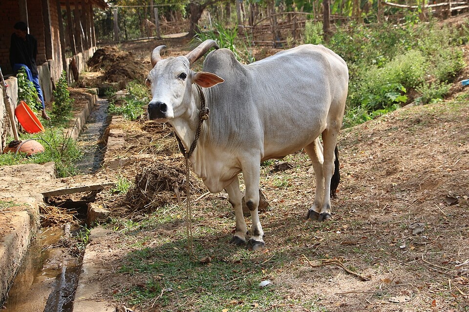 Gauri — a rescued cow cared for and thriving in a sanctuary after UDAY veterinary treatment