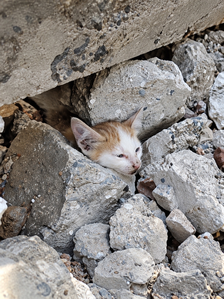 Mitthu — a kitten trapped beneath concrete rubble at a construction site, rescued by UDAY