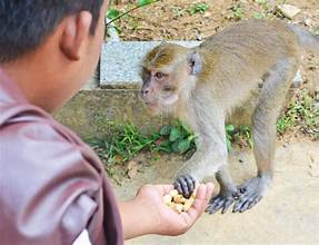 A street monkey being hand-fed food by a caring person