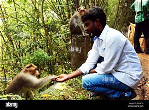 A volunteer offering food to monkeys in India